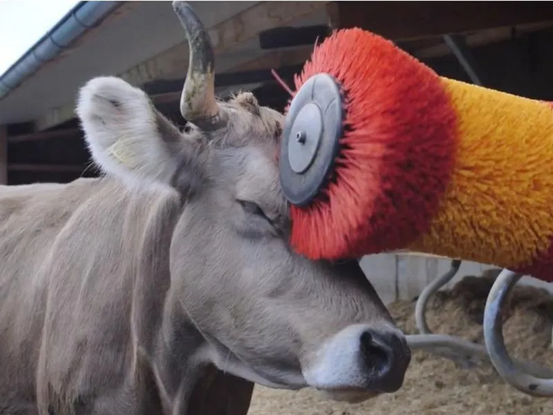 Animal Grooming Brushes	